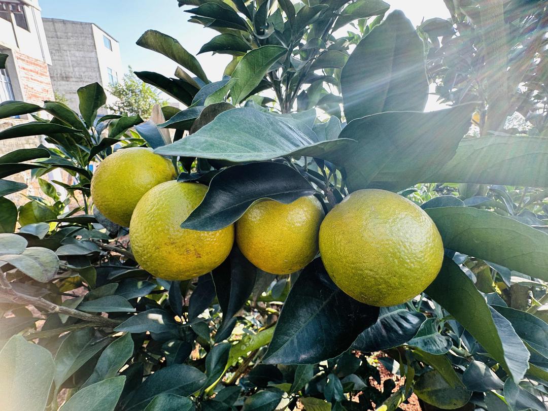 海南新闻：40多位专家集中考察福山橙园